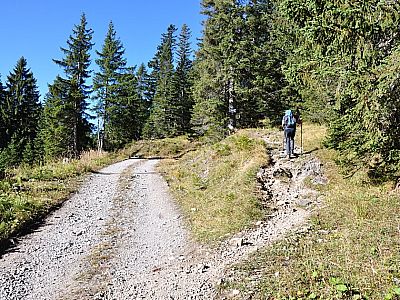 der wieder die Forststraße kreuzt.