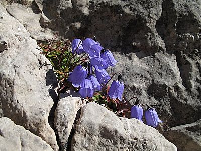 Zwerg-Glockenblume (Campanula cochleariifolia)