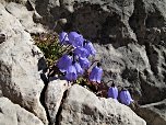 Zwerg-Glockenblume (Campanula cochleariifolia)