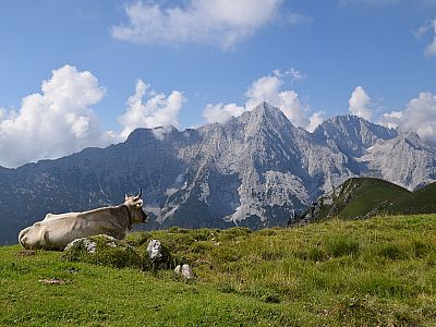 Sogar die Kühe genießen ...