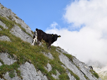 Eine junge Kuh übt sich im Klettern