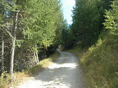 Gemütlicher Forstweg