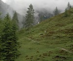 Über Almwiesen zum Wald