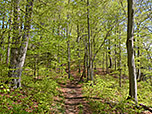Durch schattigen Wald...