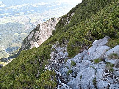 Steil geht es durch die Latschen bergab