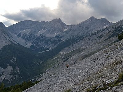 Eine Gams vorm Lafatscher und der Speckkarspitze
