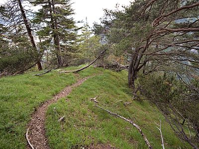 Im Wald folgen wir einem Pfad ... 