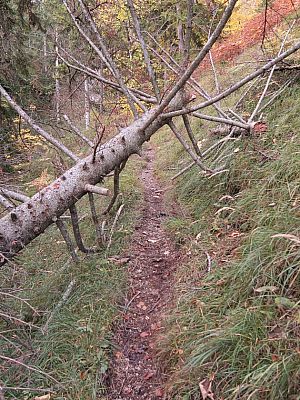 Bäume kann man unterwandern.