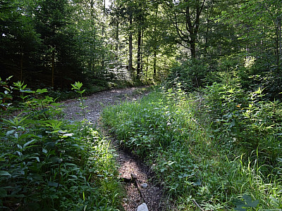 Wenig später geht es nach rechts auf dem Forstweg wieder weiter
