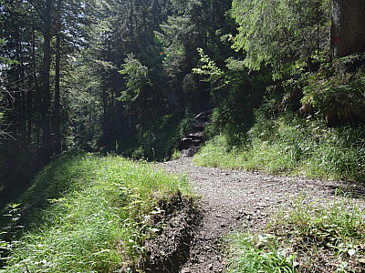 Noch einmal kreuzen wir die Forststraße