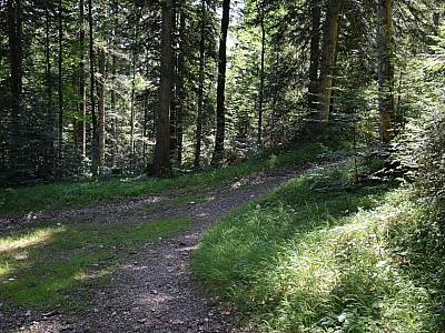 Nach ein paar Metern bergab, hier rechts abbiegen ... 