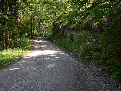 Im Wald halten wir uns links, und steigen an einer Schranke vorbei auf
