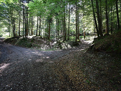 Hier halten wir uns rechts und können den Forstweg ein wenig abkürzen