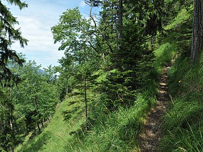 Wir steigen im lichten Wald bergauf