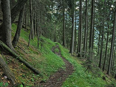 Der Weg führt durch dichten Wald