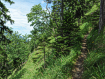 Wir steigen im lichten Wald bergauf