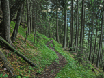 Der Weg führt durch dichten Wald
