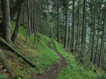Der Weg führt durch dichten Wald