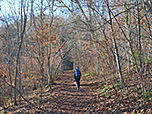 Wir spazieren in den Wald hinein...