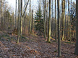 Schloießlich bringt uns der Waldweg...