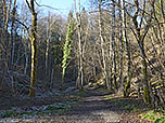 ...und biegen später links in einen Waldweg ein