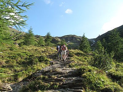 Durch schönes freies Gelände geht es zügig zur Hütte empor