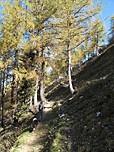 ...und im Anschluss steil durch lichten Bergwald