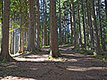 ...und erreichen über den markierten Waldweg