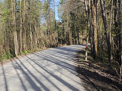 Immer noch auf Teer geht es ein Stück durch den Wald