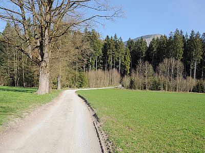 Erneut wandern wir auf ein Waldstück zu