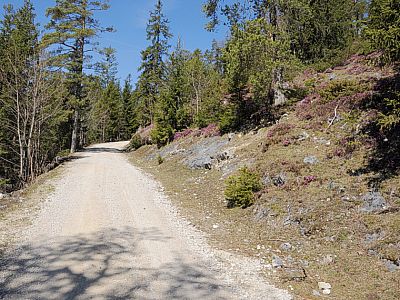 An den Hängen neben dem Weg  blüht das Heidekraut