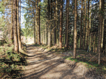 Bergab durch den Wald, ...