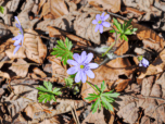 Die Leberblümchen (Hepatica nobilis) sprießen im Frühling am Wegesrand