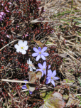 Immer wieder können wir Leberblümchen (Hepatica nobilis) entdecken