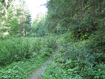 Zuerst mäßig steil, ...