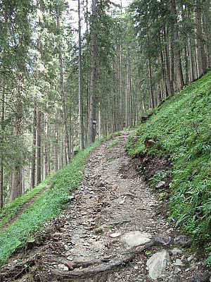 ...zum nächsten Waldstück