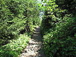 ...später steiler durch schattigen Wald