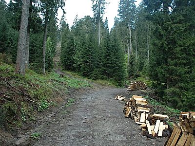 Kurz auf dem breiten Forstweg