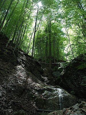 geht es durch den Wald...