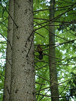 an Eichhörnchen vorbei.