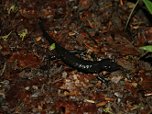 Alpensalamander