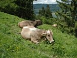 Glückliche Kühe