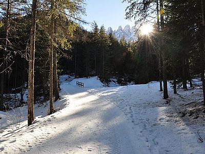 auf einer breiten Forststraße.