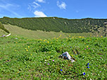 Bunt blühende Almwiesen