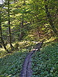 Wir passieren ein sumpfiges Waldstück...