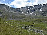 Bunte Herde mit Schafen und Pferden