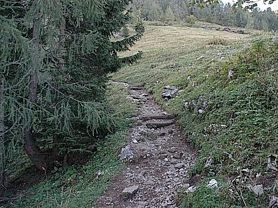 Weiter über die Almwiese...