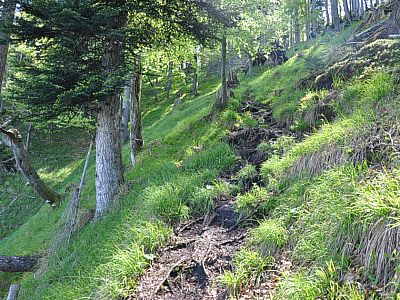 Der Weg führt uns weiter bergauf