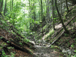 Weiter durch den Wald...