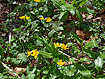 ...und Sumpfdotterblumen